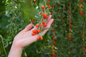 Agriculture farmer holding goji berry fruit in hands healthy eating