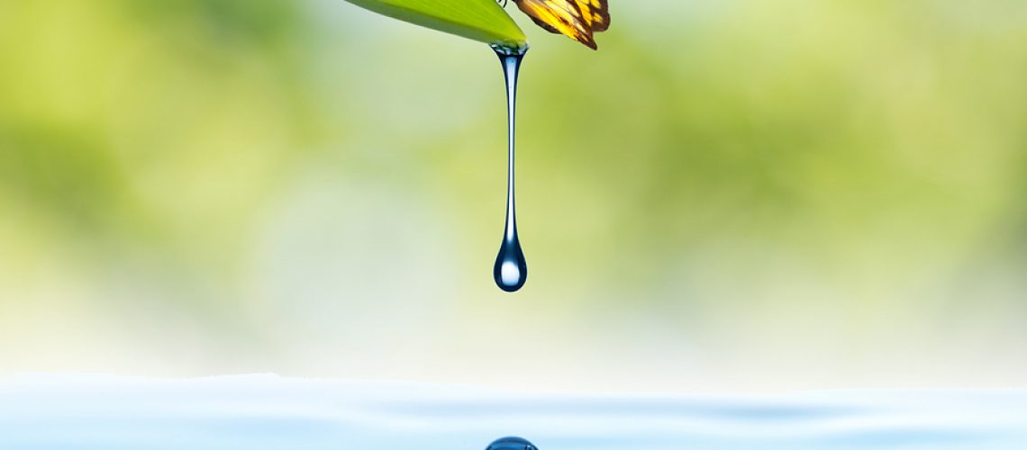 Water drop from green leaf with water splash